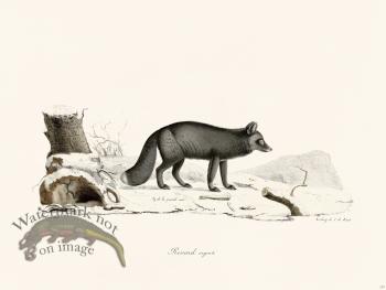 Cuvier 177 Silver Fox